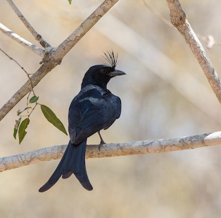  - Crested Drongo