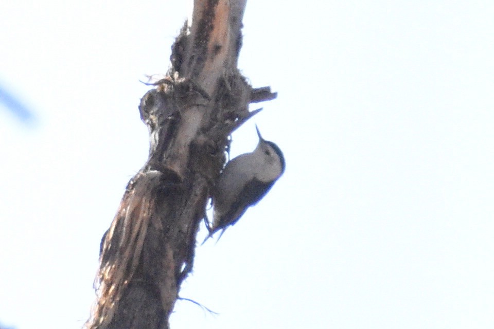 White-breasted Nuthatch - ML291920141