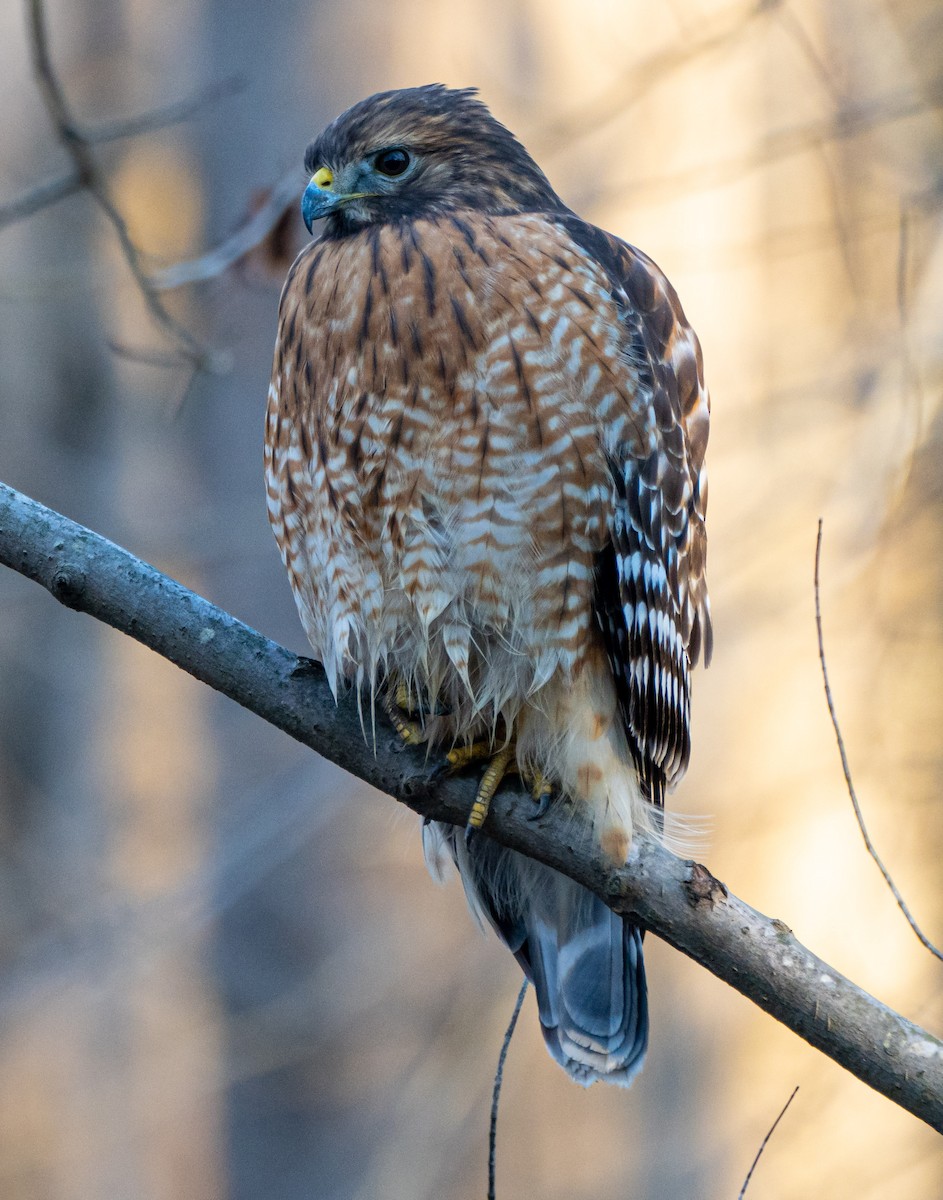 Red-shouldered Hawk - Mary Catherine Miguez