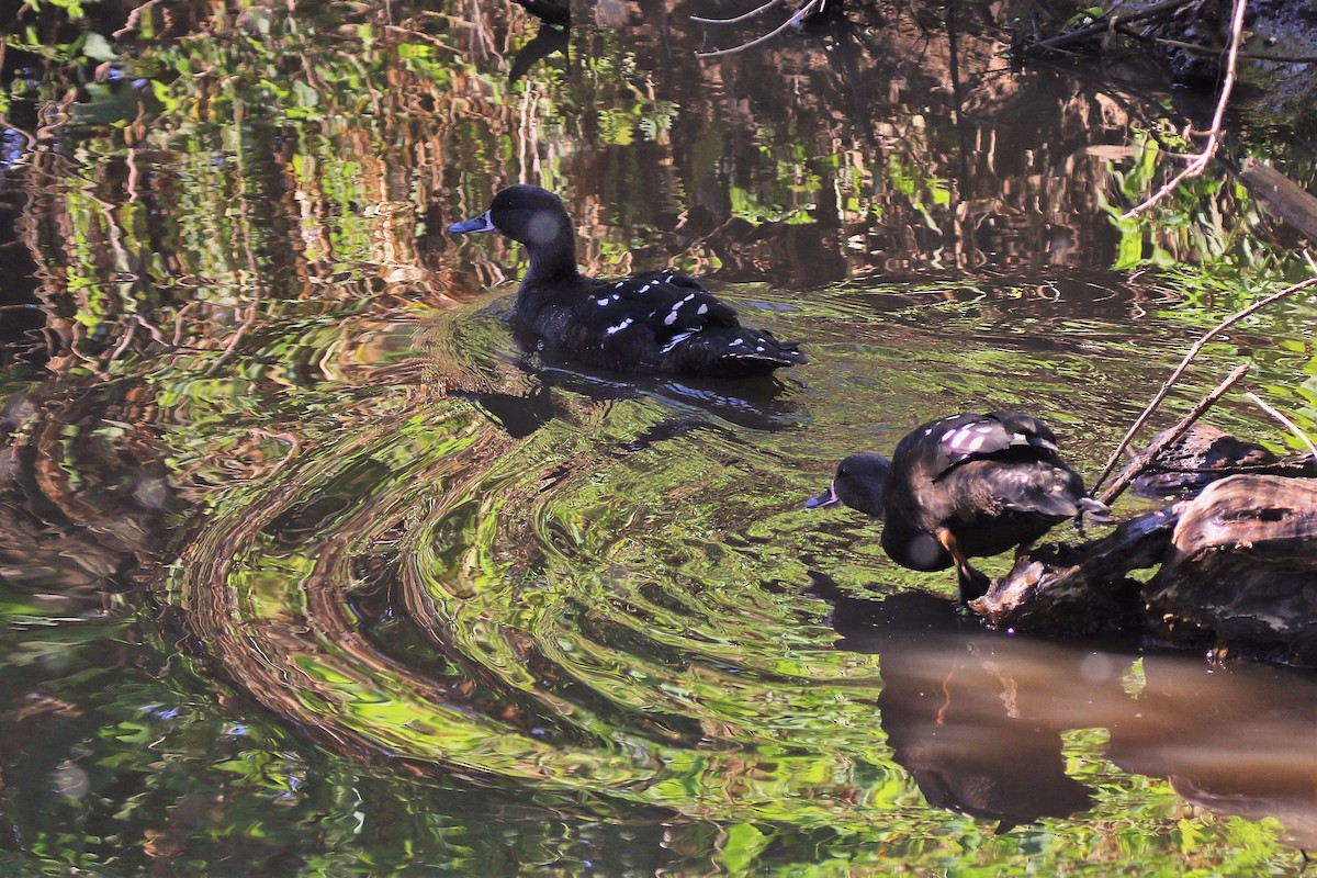 African Black Duck - walter sliva