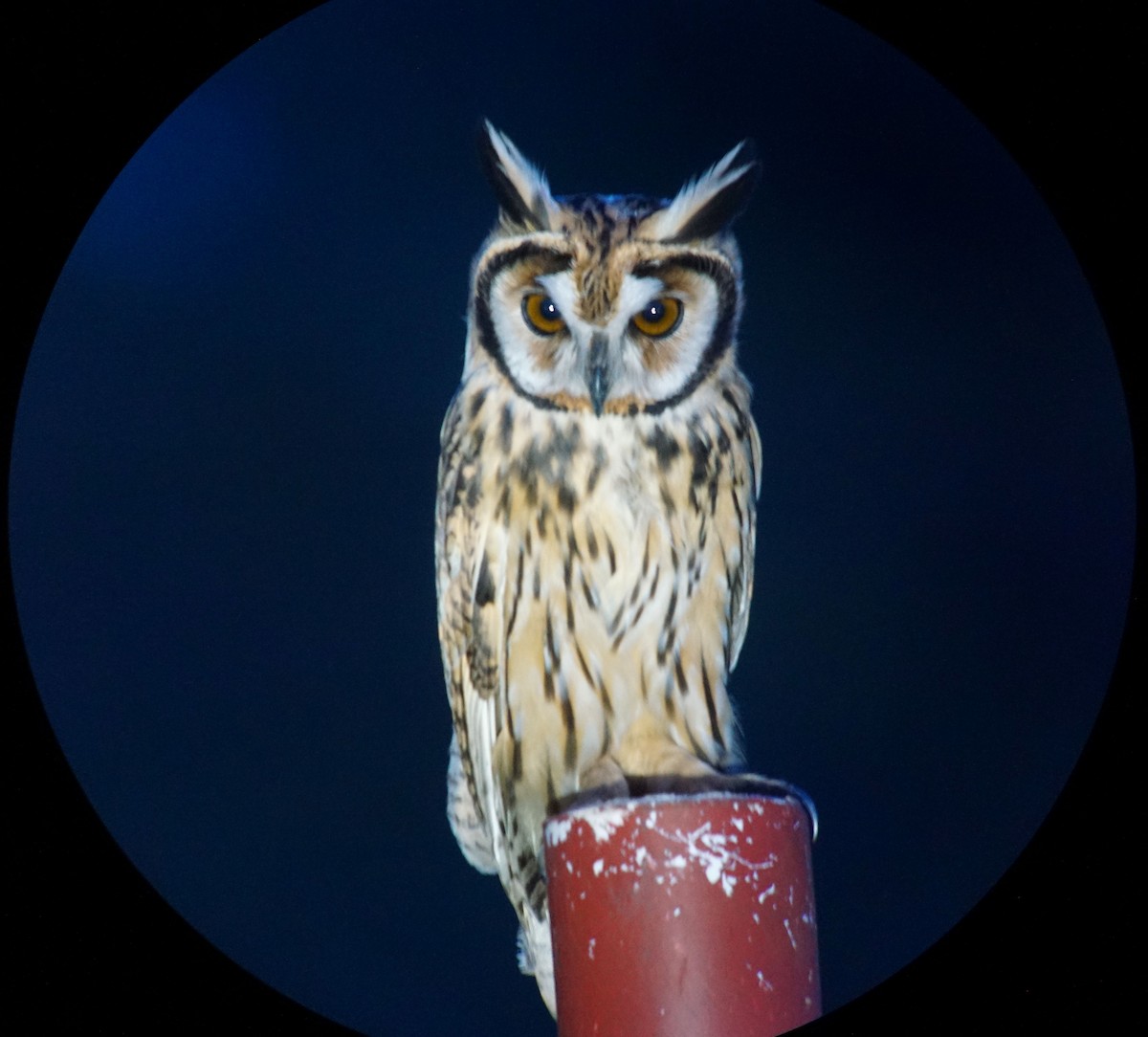 Striped Owl - William Orellana (Beaks and Peaks)