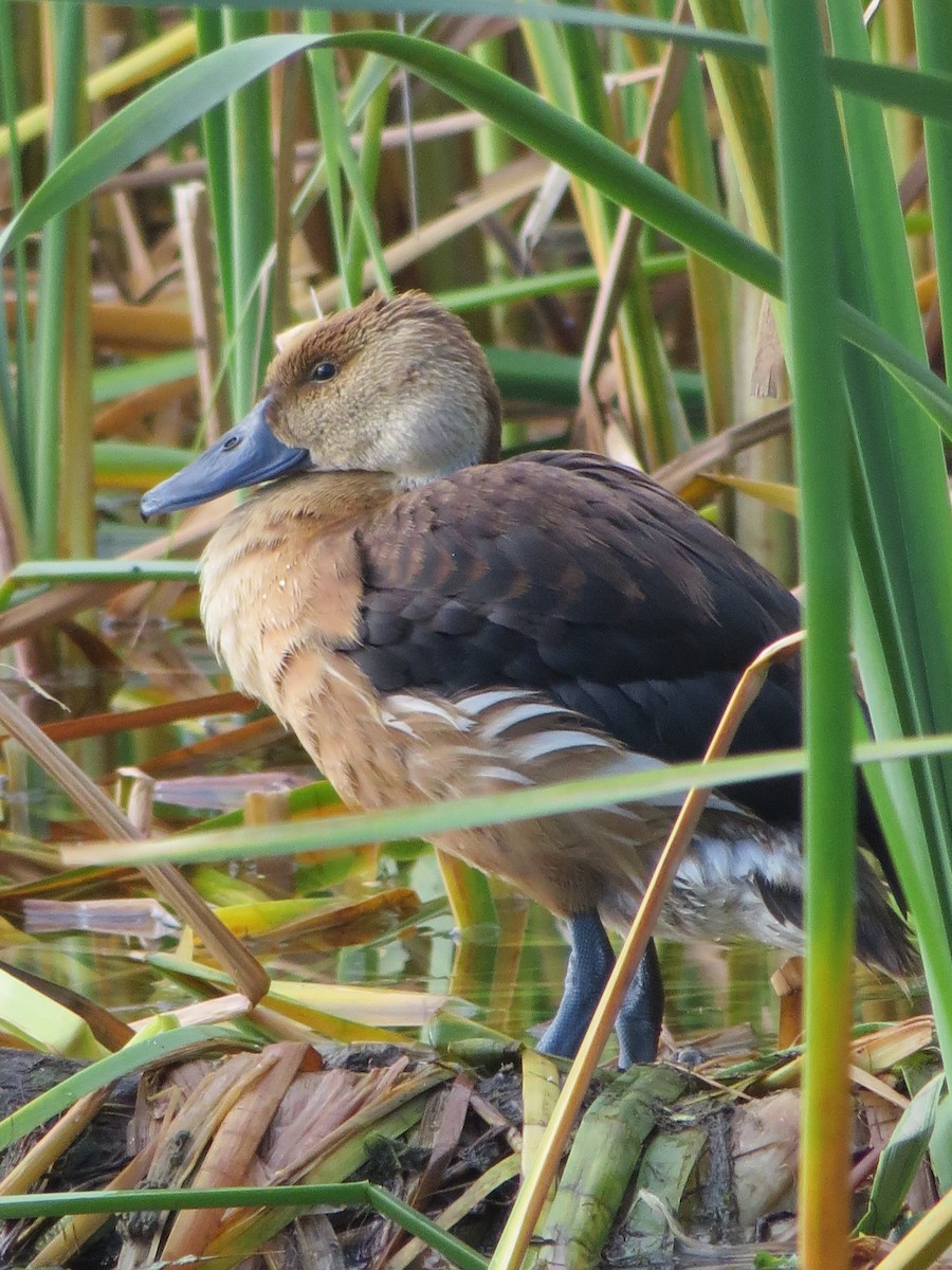 Fulvous Whistling-Duck - ML291928551