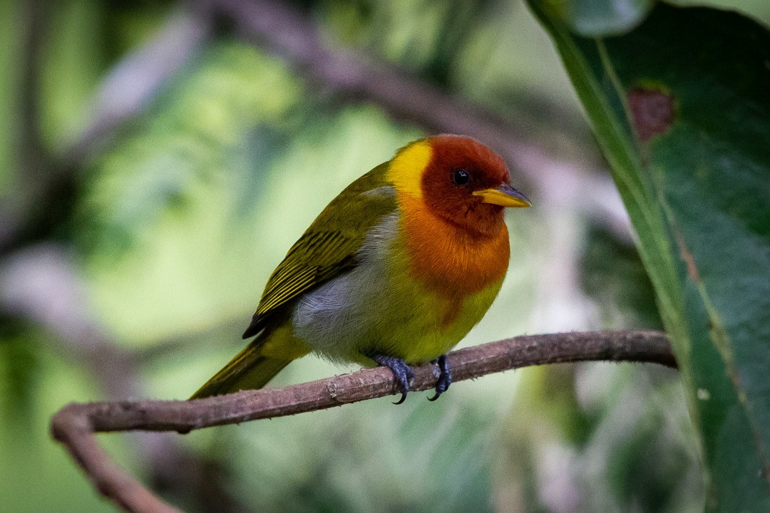 Rufous-headed Tanager - ML291931811