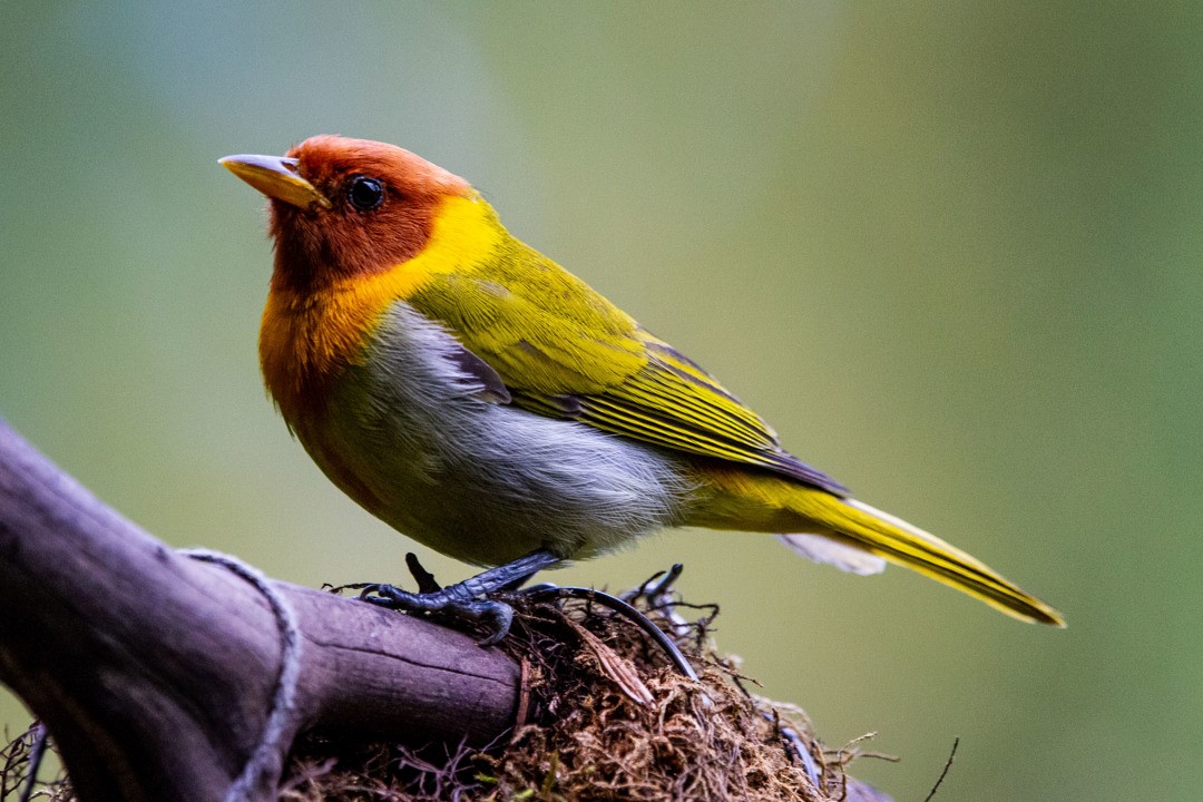 Rufous-headed Tanager - ML291931871