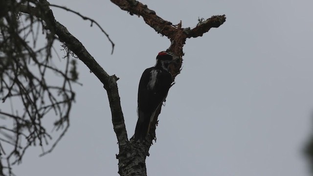 Hairy Woodpecker (Pacific) - ML291932131