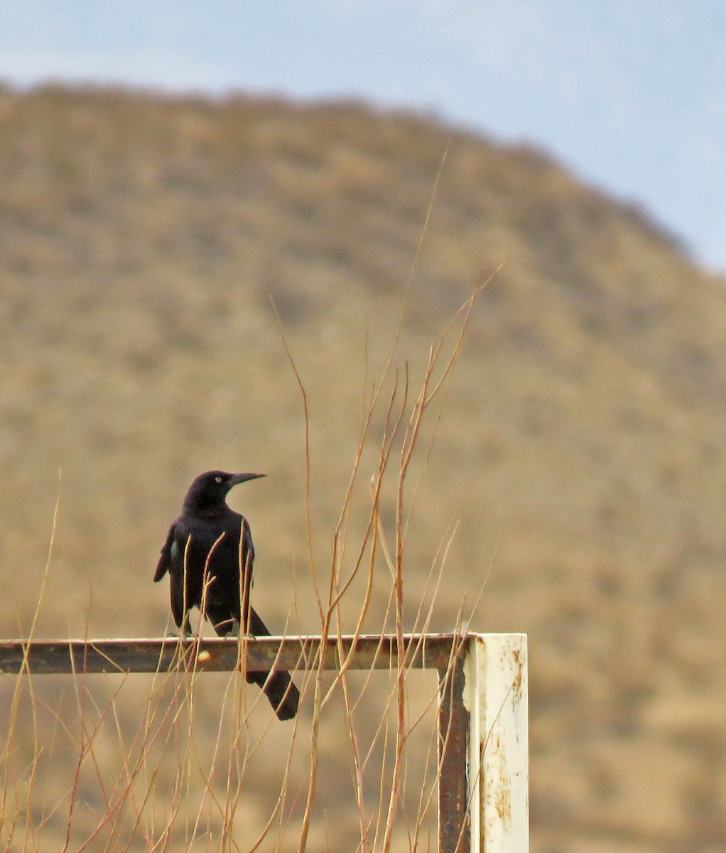 Great-tailed Grackle - ML291932551