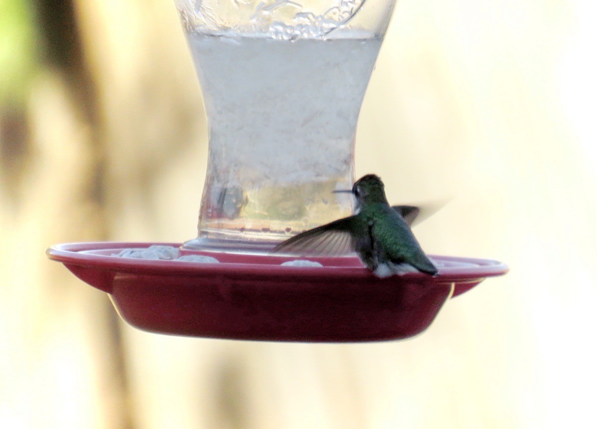 hummingbird sp. - ML291936591