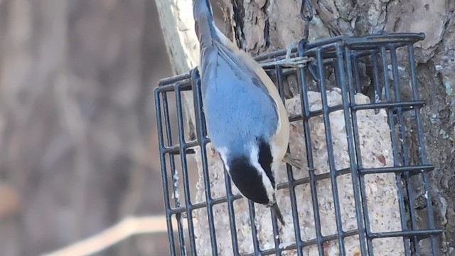 Red-breasted Nuthatch - ML291938711