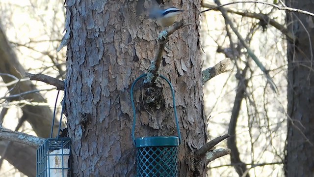 Red-breasted Nuthatch - ML291939101