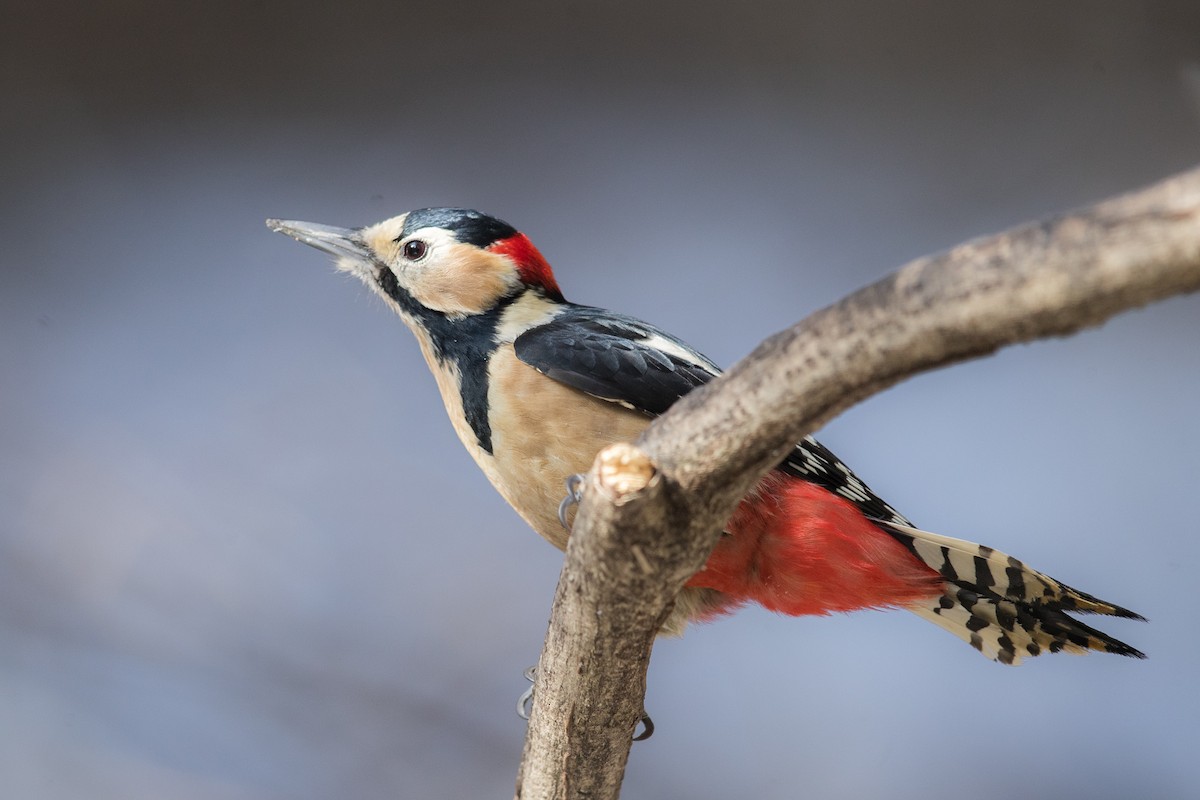 Great Spotted Woodpecker (Great Spotted) - ML291940961