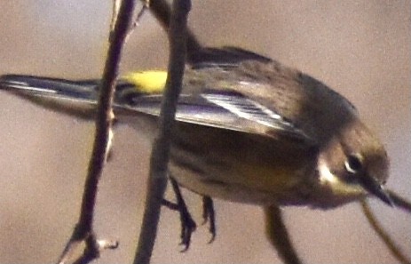Yellow-rumped Warbler - ML291949011