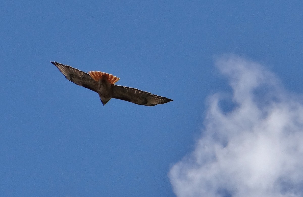 Red-tailed Hawk - ML29195341
