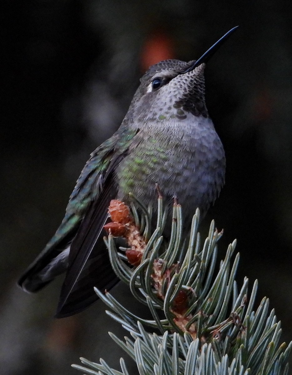 Anna's Hummingbird - Richard Klauke