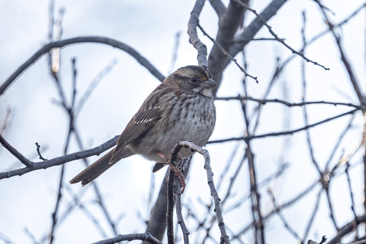 White-throated Sparrow - Carole Rose
