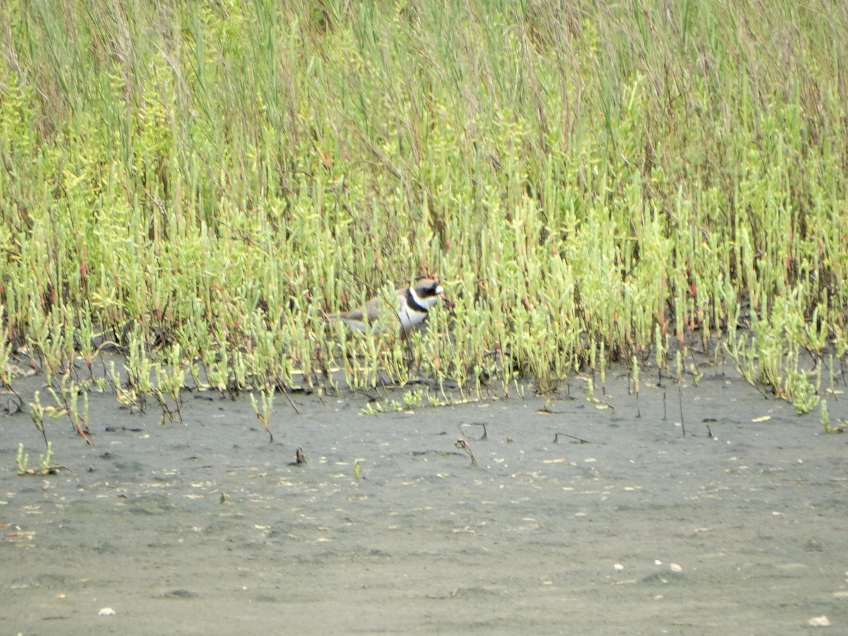 Semipalmated Plover - ML29196541