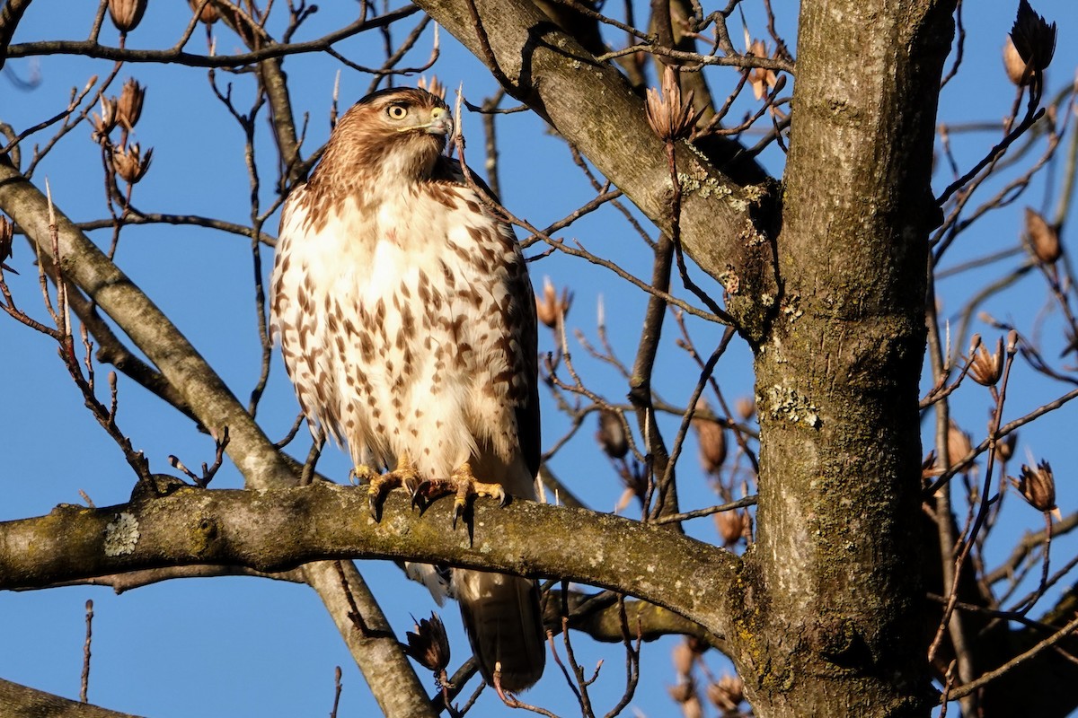 Red-tailed Hawk - ML291965491