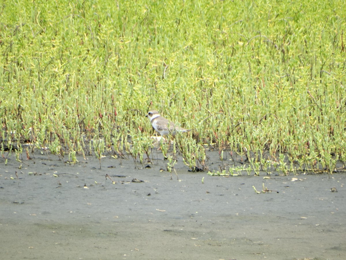 Semipalmated Plover - ML29196591