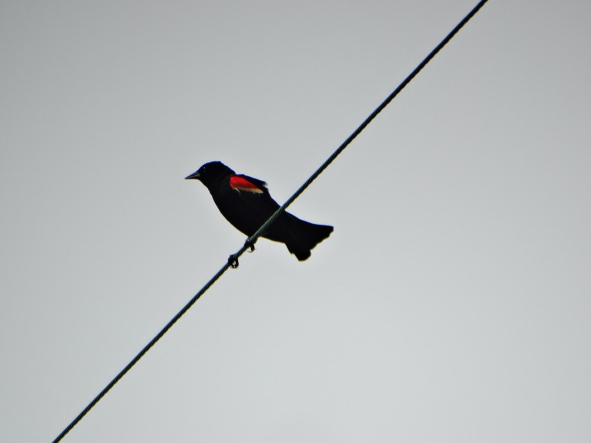 Red-winged Blackbird - ML29196611