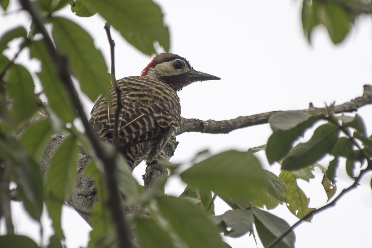 Green-barred Woodpecker - ML291967531