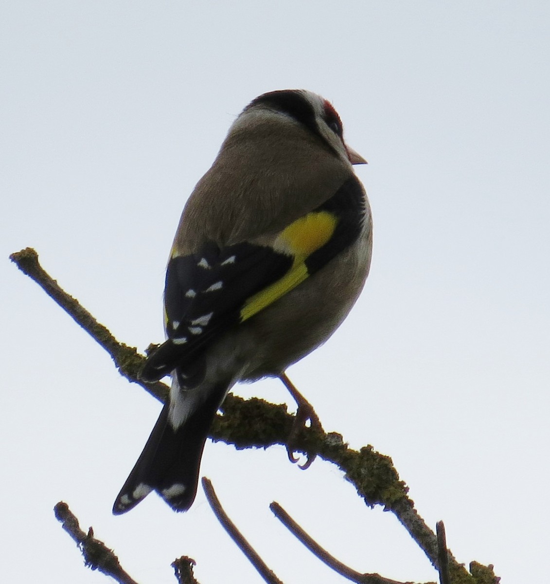 European Goldfinch - JoAnn Potter Riggle 🦤