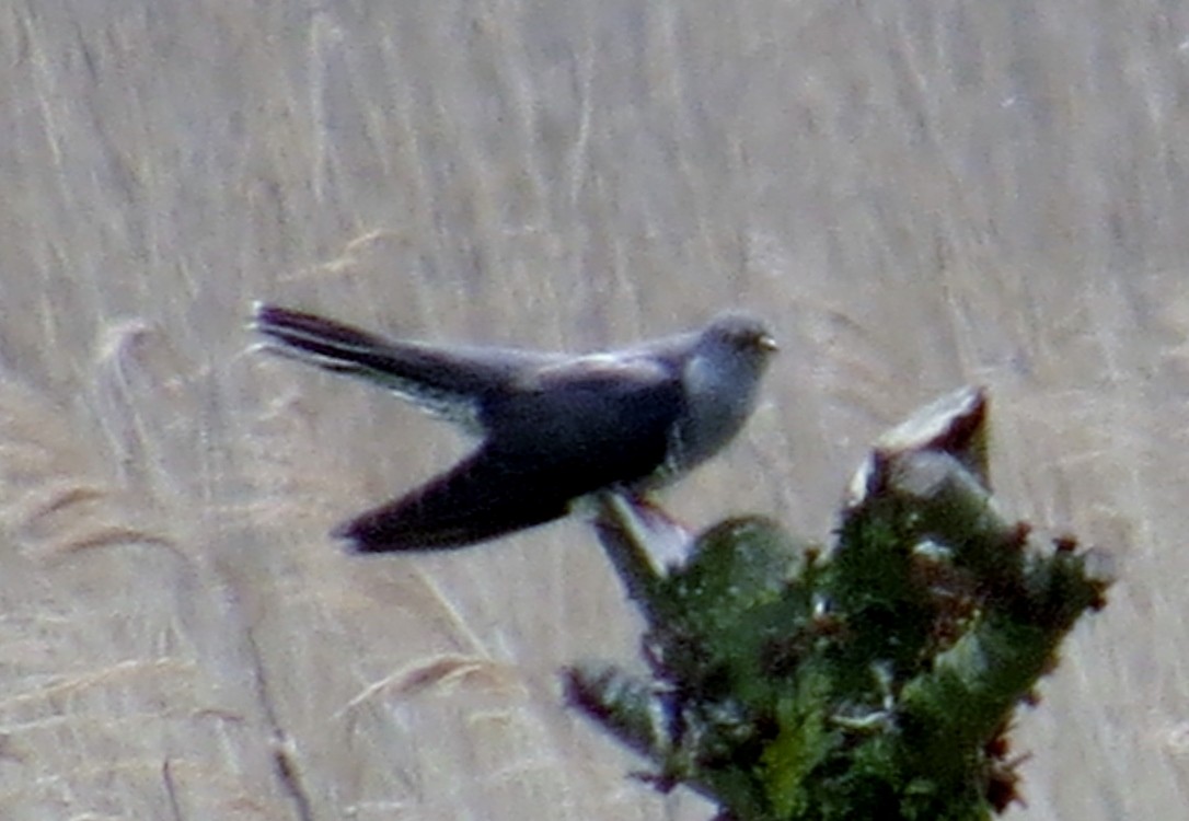 Common Cuckoo - JoAnn Potter Riggle 🦤
