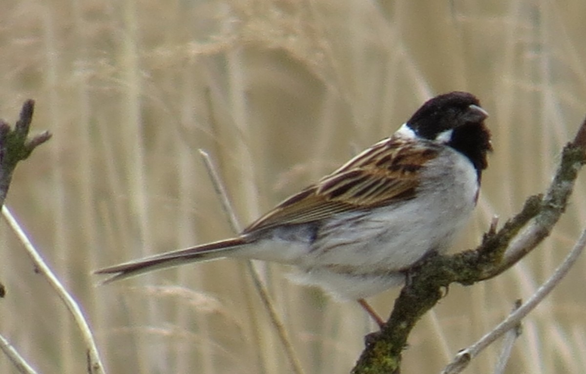 Reed Bunting - JoAnn Potter Riggle 🦤