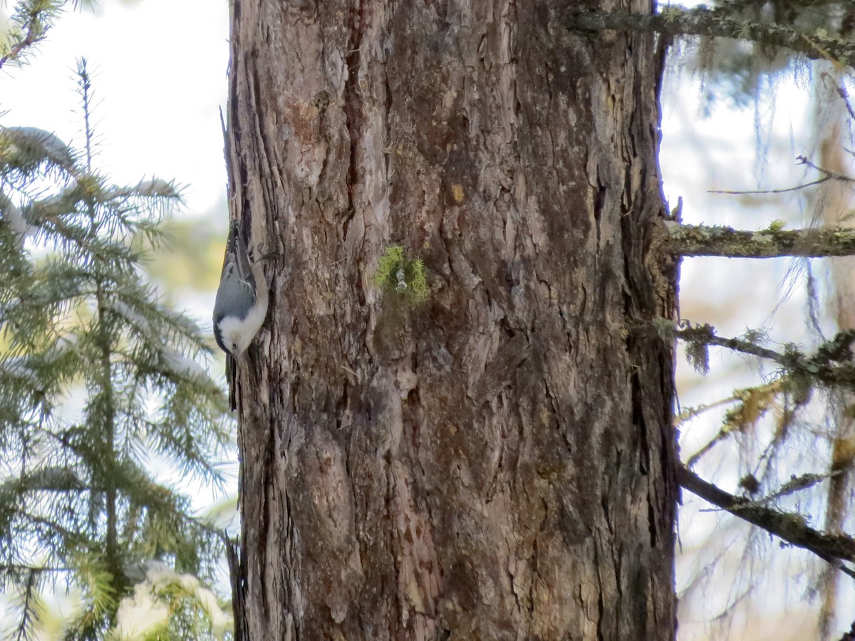 White-breasted Nuthatch - ML291971941