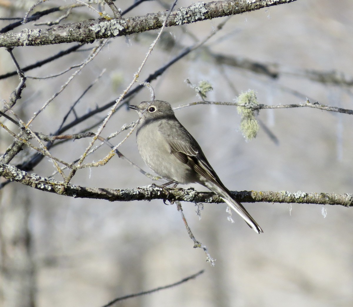 Townsend's Solitaire - ML291972221