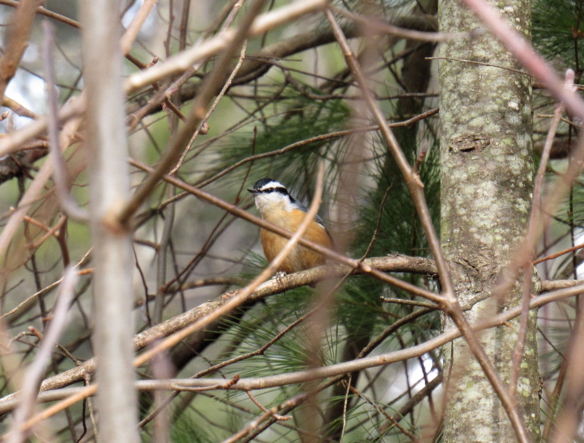 Red-breasted Nuthatch - ML291975261