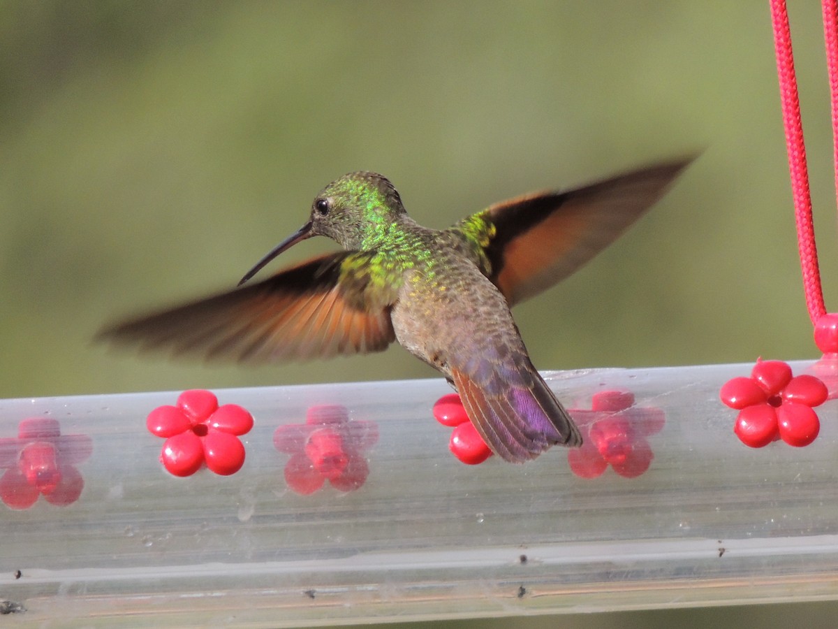 Berylline Hummingbird - Brian Johnson