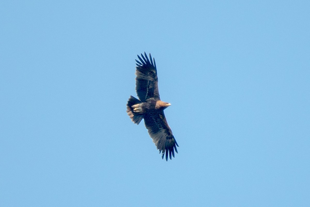 Indian Spotted Eagle - Vivek Saggar