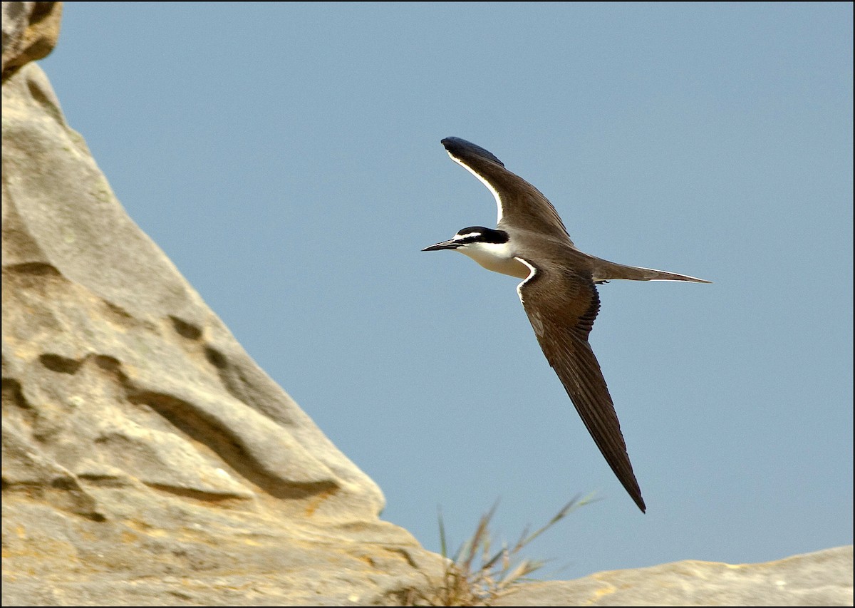 Bridled Tern - NORALIP HASSANUDDIN