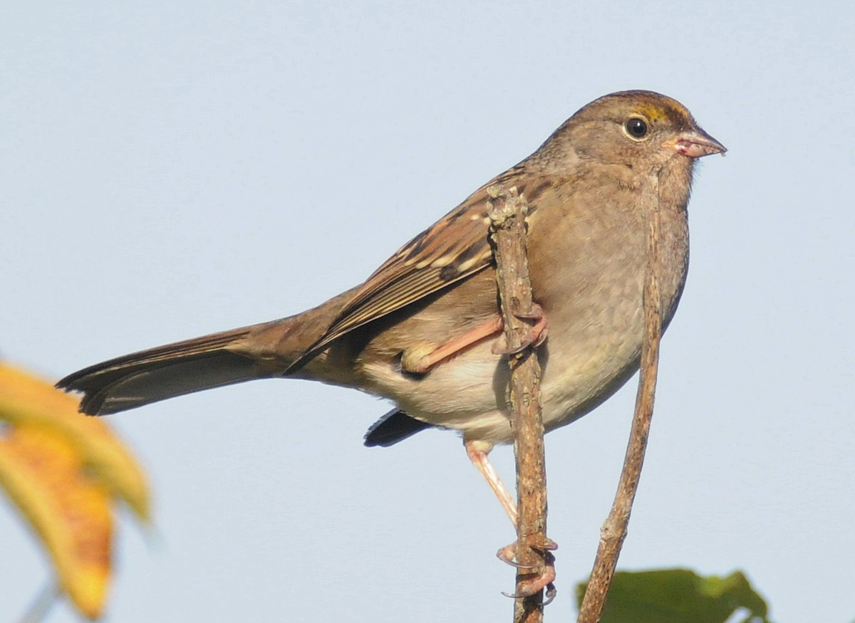 Golden-crowned Sparrow - Steven Mlodinow