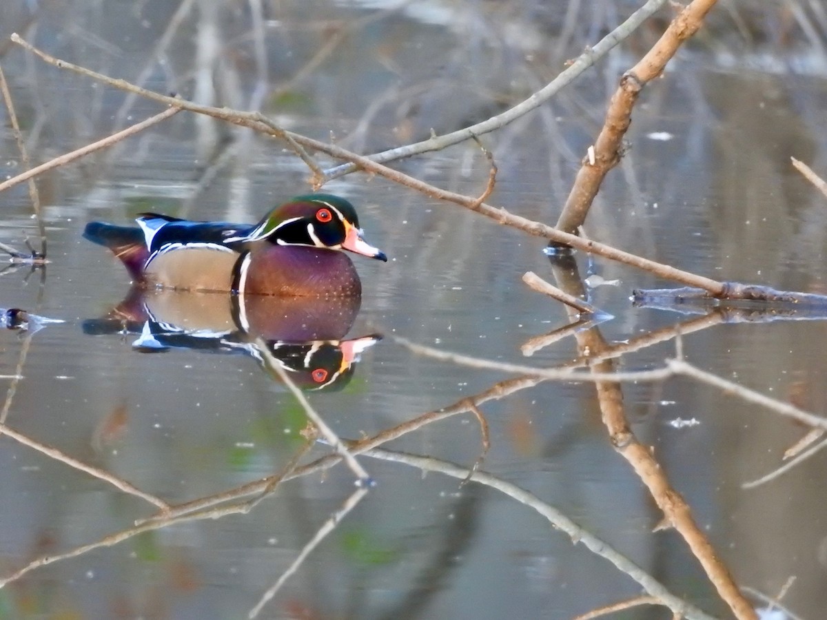 Wood Duck - P Chappell