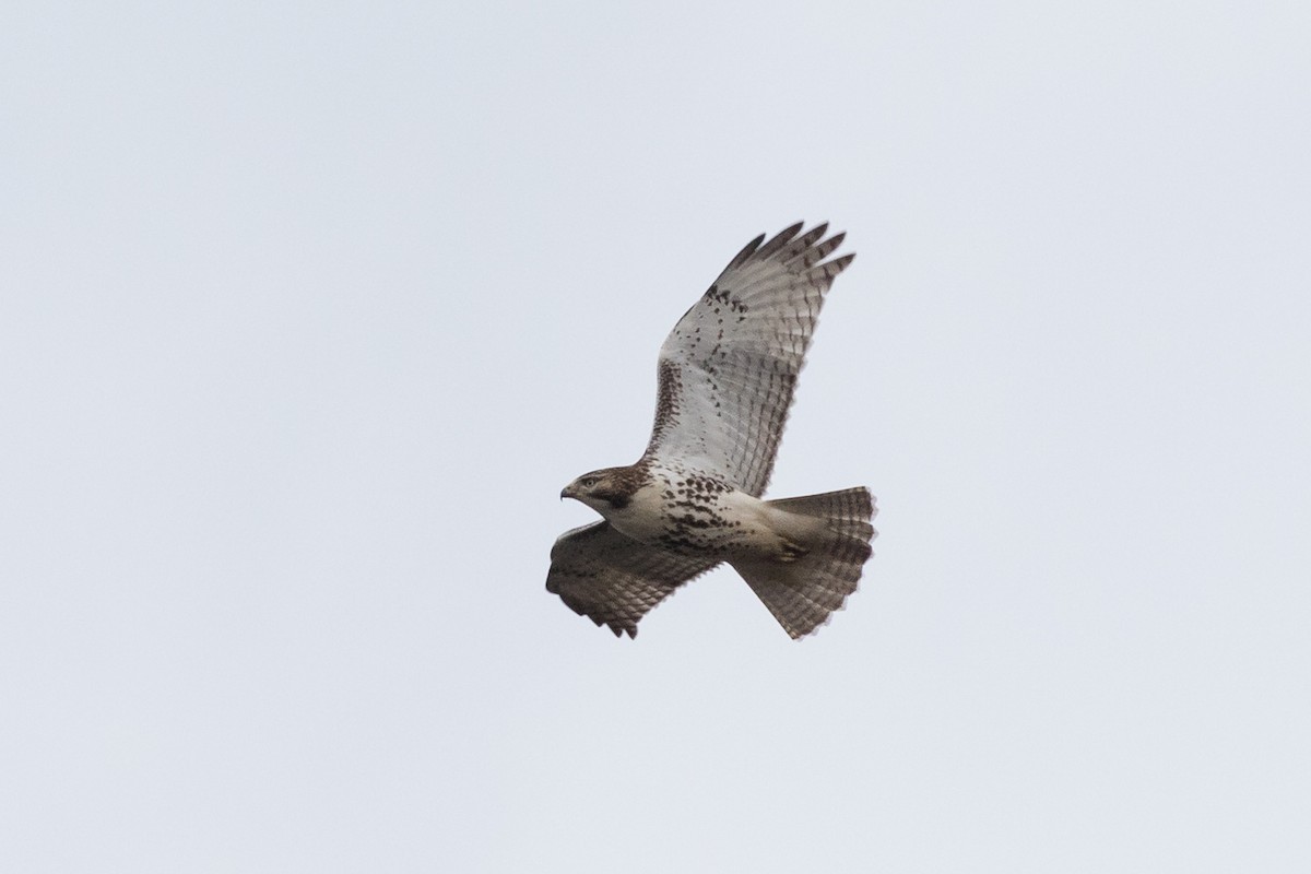 Red-tailed Hawk - Lyall Bouchard