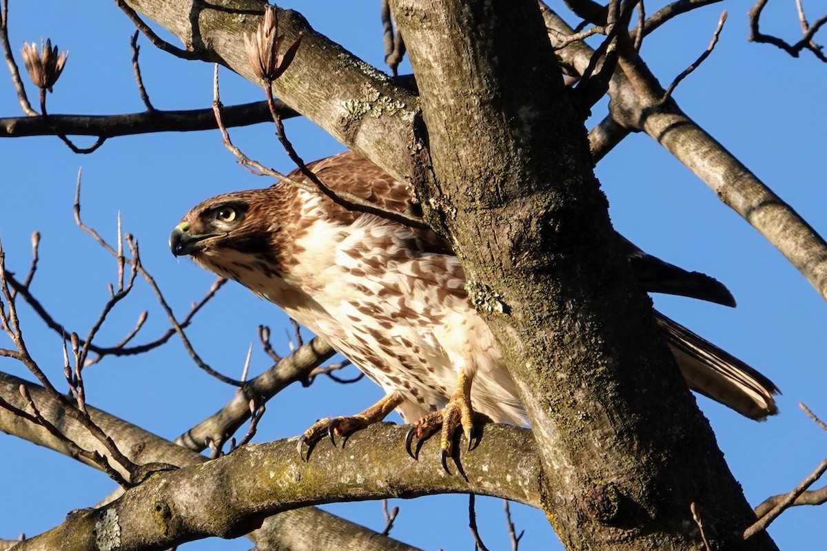 Red-tailed Hawk - ML291995811