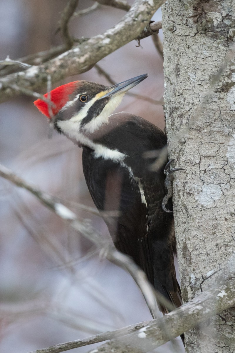 Pileated Woodpecker - Lyall Bouchard
