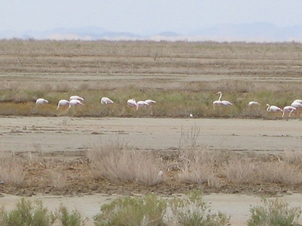 Greater Flamingo - Farhad Amini
