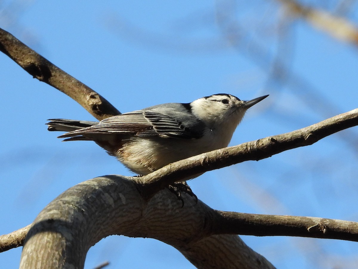 White-breasted Nuthatch - ML292000041