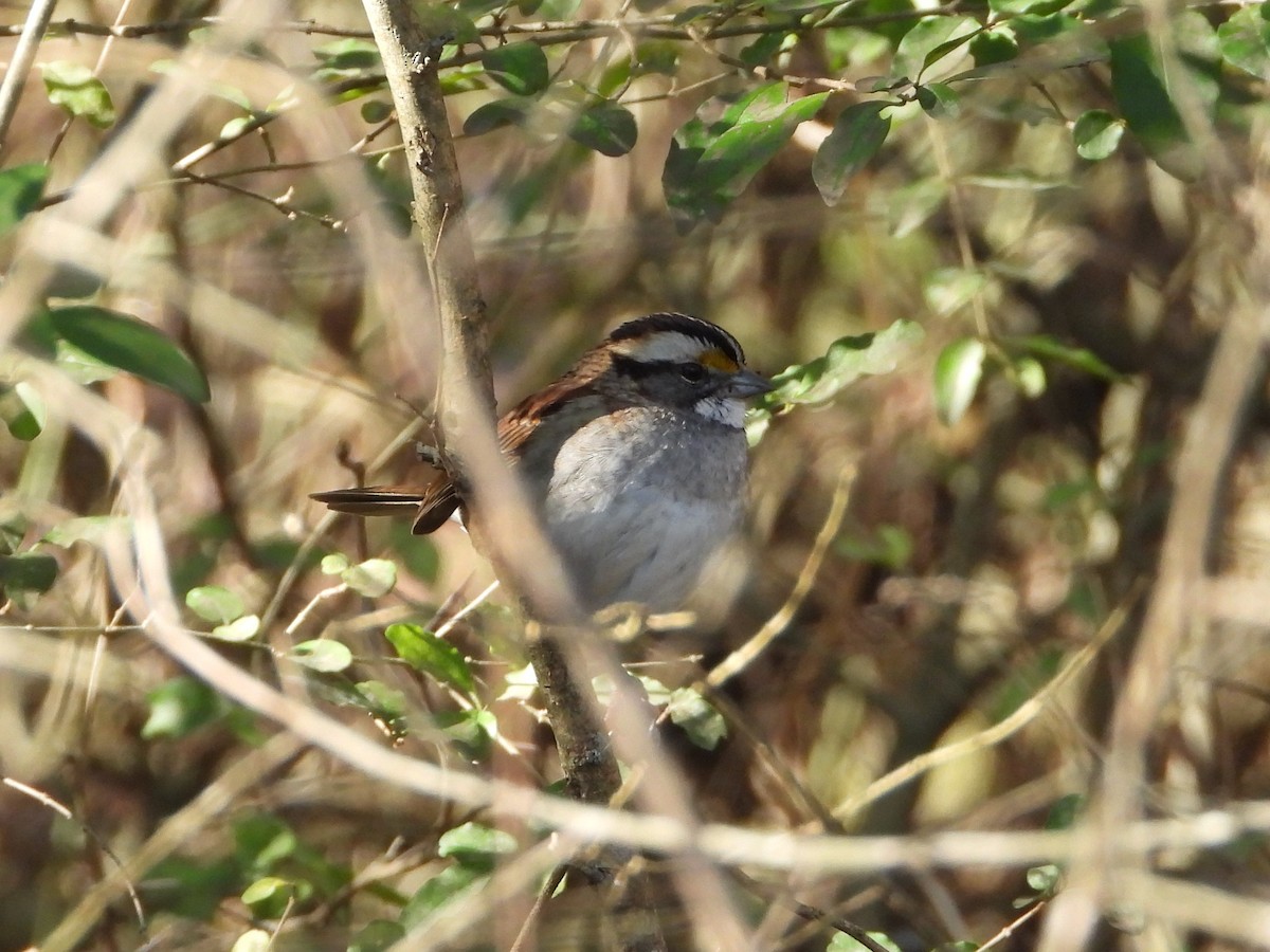 White-throated Sparrow - ML292001831