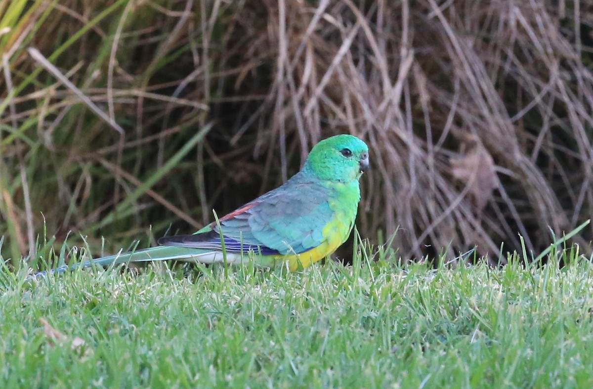 Red-rumped Parrot - Jennifer Smith