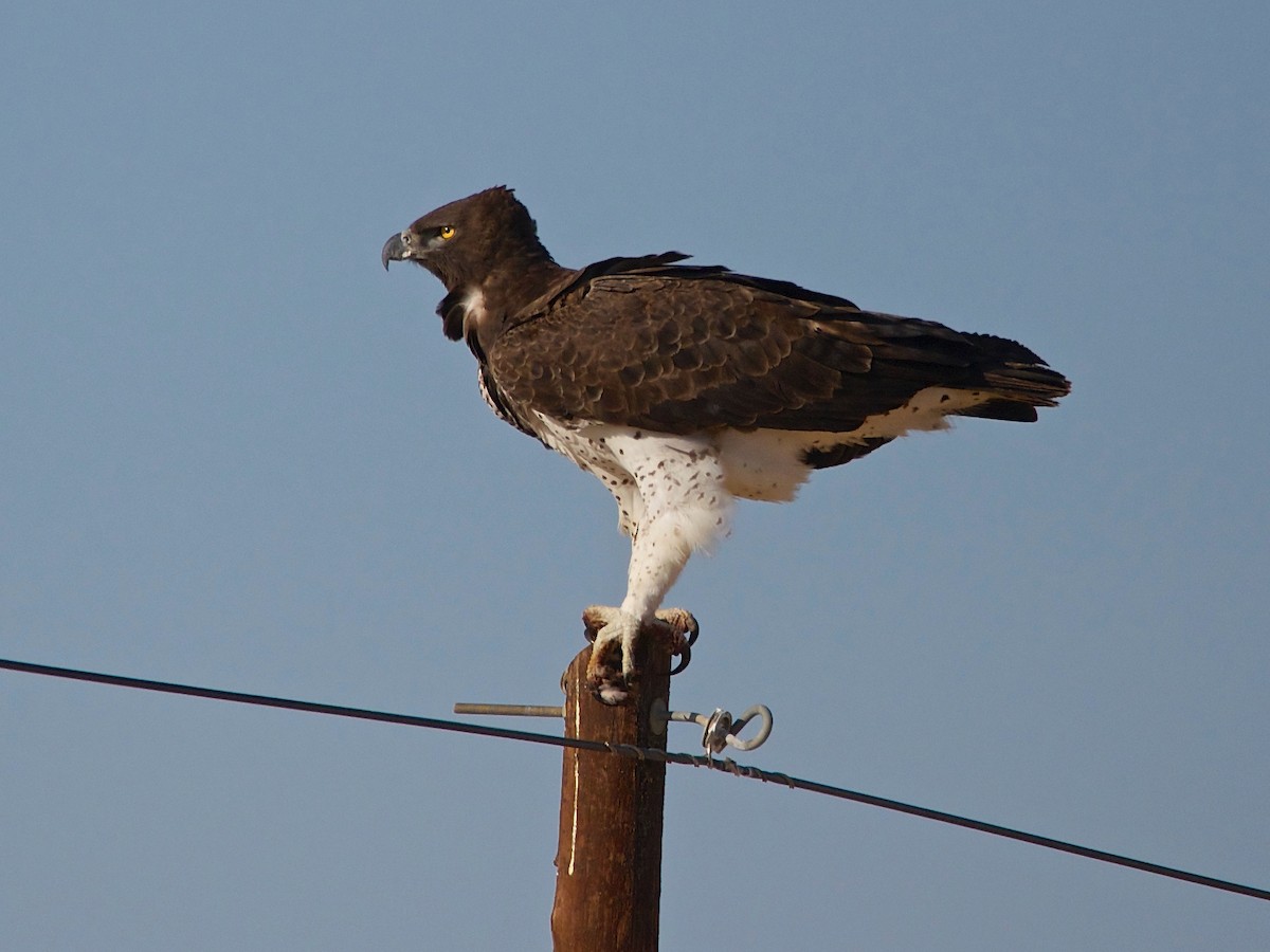 Martial Eagle - Bitty Roy