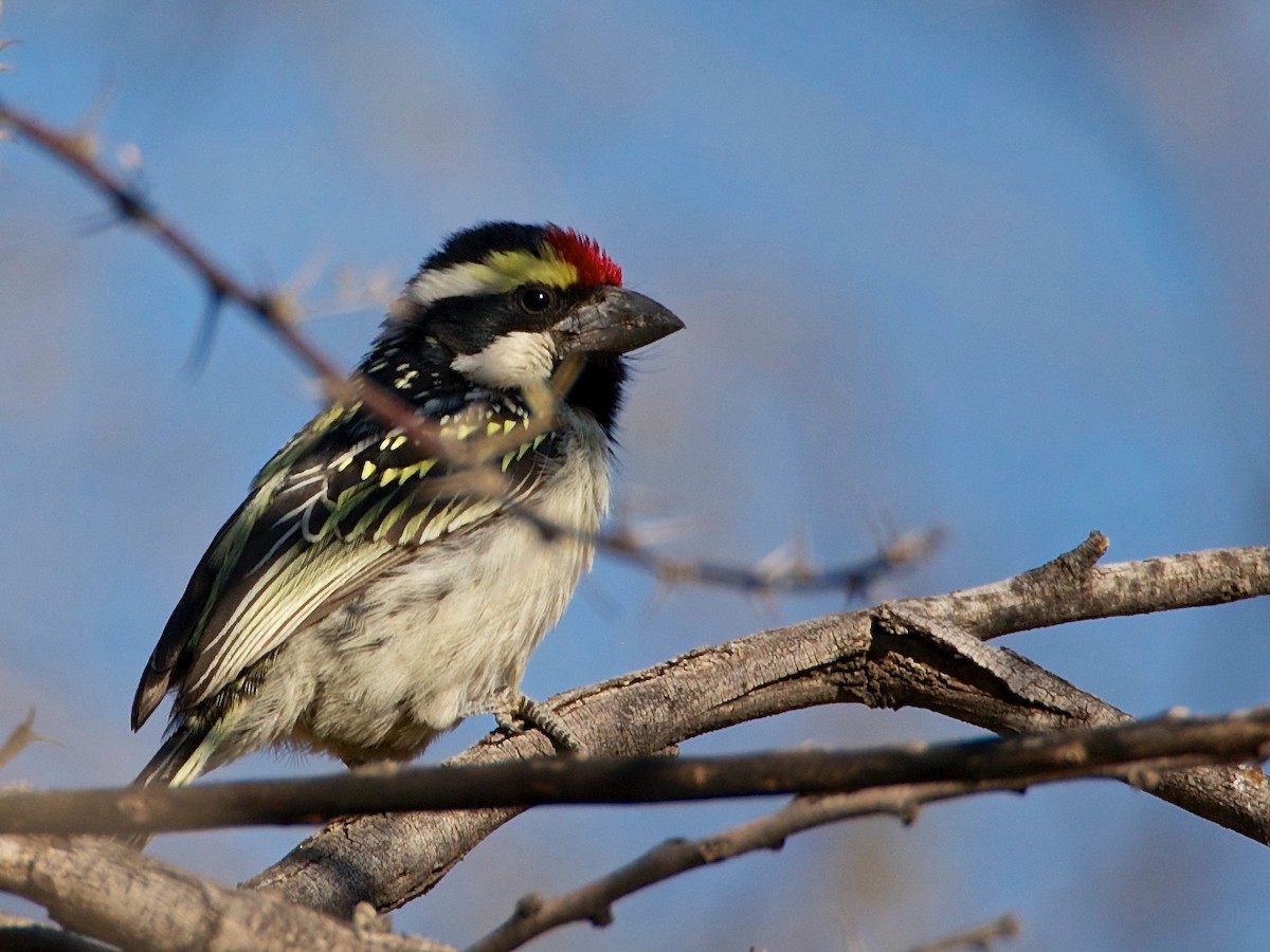 Pied Barbet - Bitty Roy