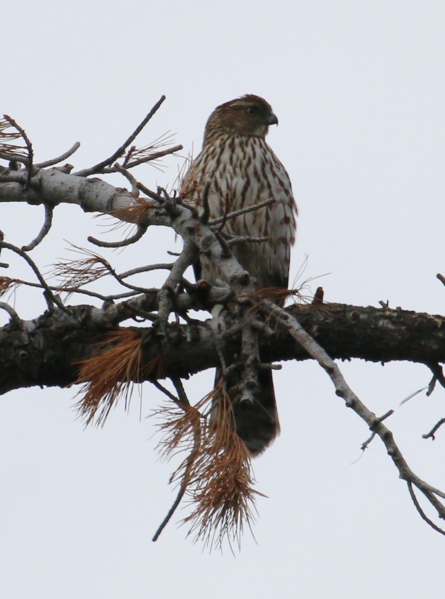 eBird Checklist - 27 Dec 2020 - Idyllwild Nature Center - 21 species ...