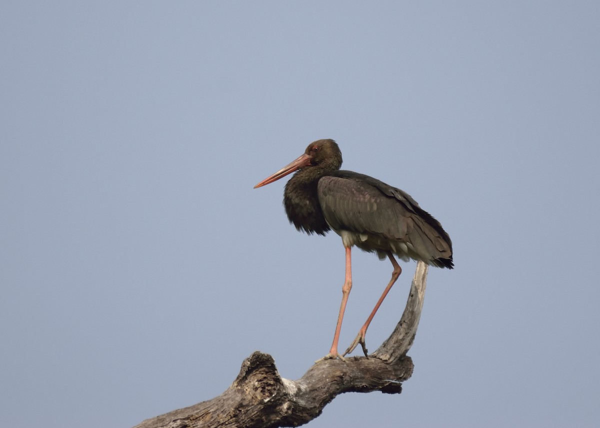 Black Stork - MAYANK NAMDEO