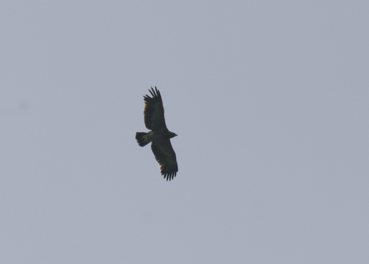 Greater Spotted Eagle - MAYANK NAMDEO