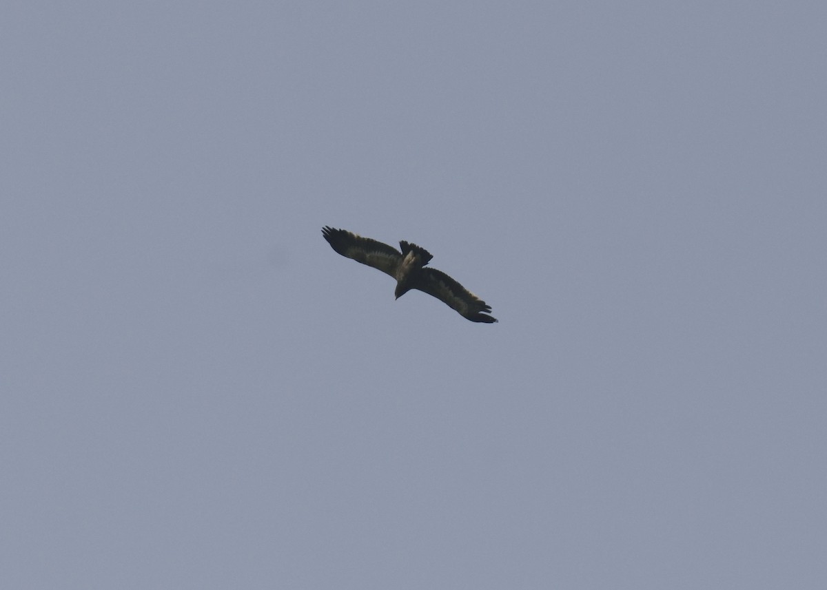 Greater Spotted Eagle - ML292014751