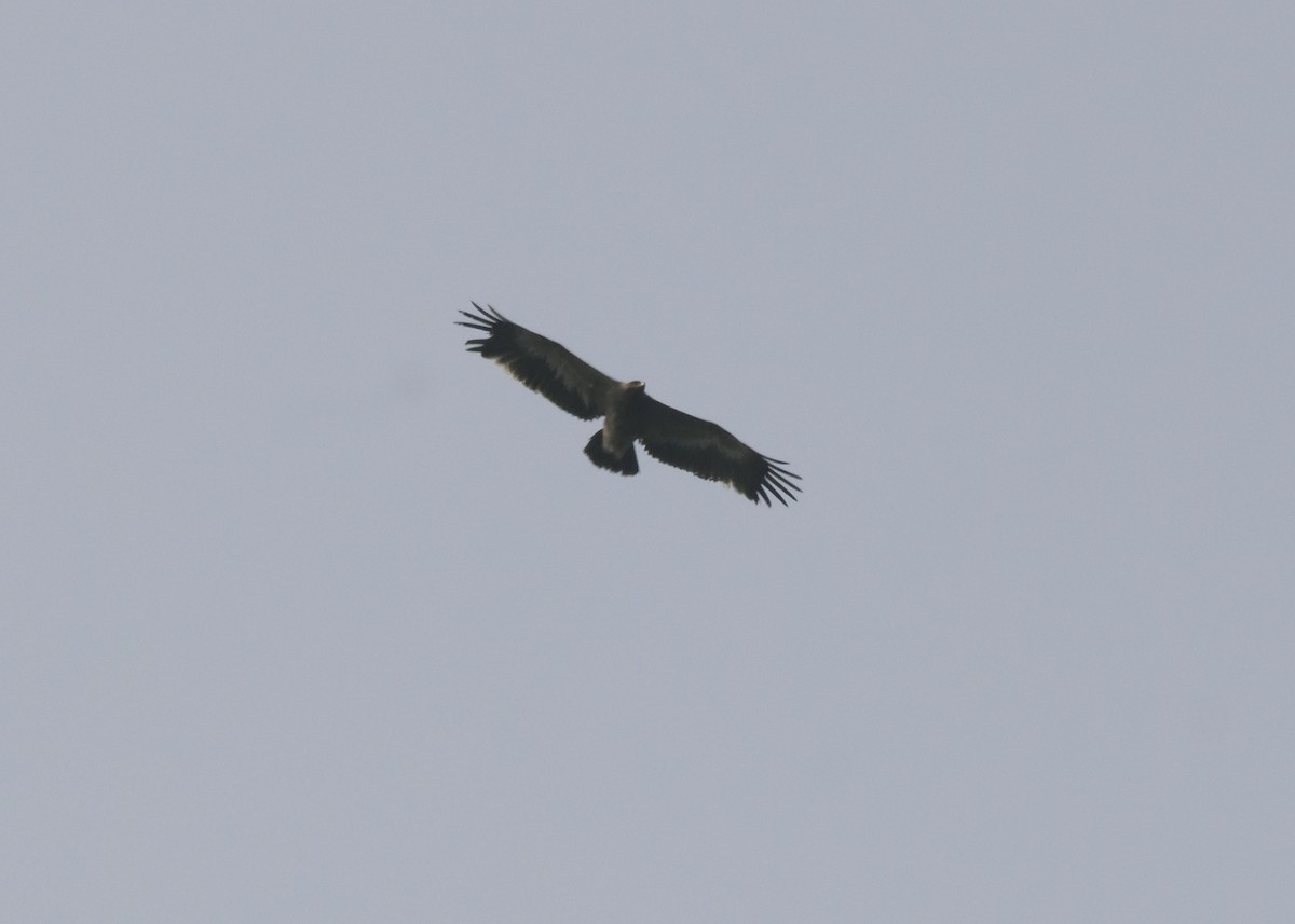 Greater Spotted Eagle - ML292014761