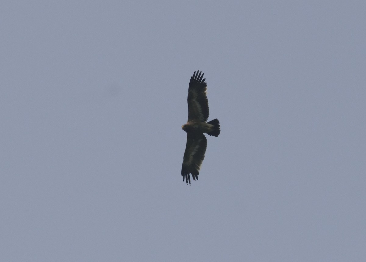 Greater Spotted Eagle - MAYANK NAMDEO
