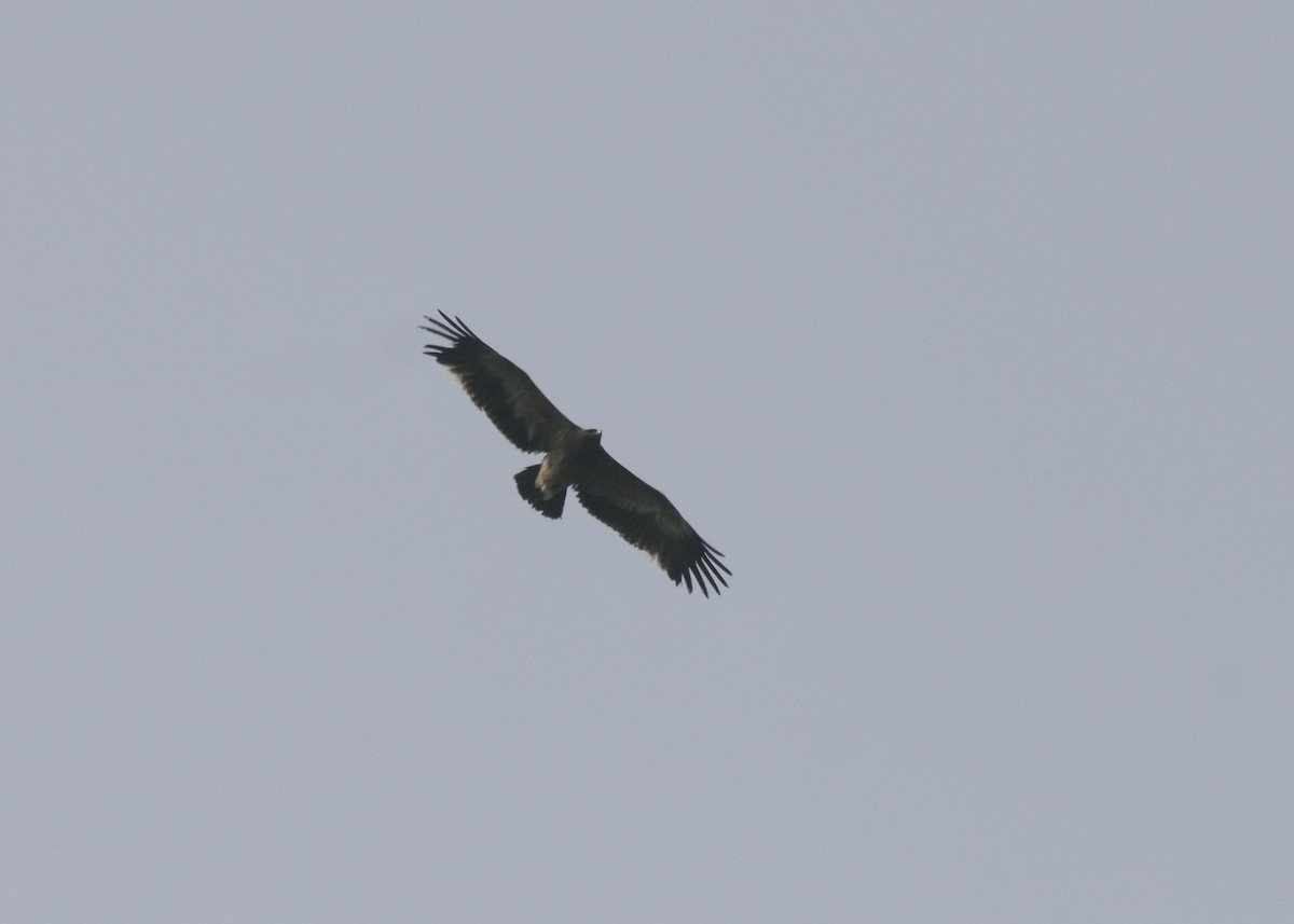 Greater Spotted Eagle - ML292014801